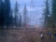 Вырубка леса возле Шереметьево. Фото Ярослава Никитенко